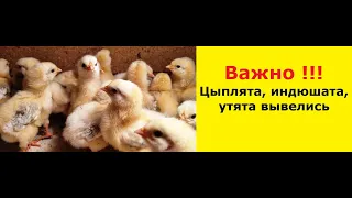 Что дальше?  Цыплята, индюшата, утята вывелись. Первая неделя.Chickens, turkeys, ducklings hatched.