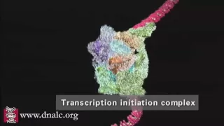 DNA Transcription (Advanced)