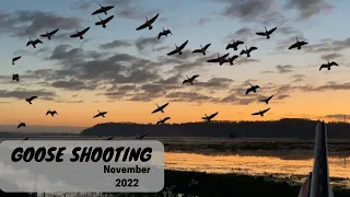 Goose Shooting | Working Dog | Wildfowling