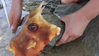 Incredible sea creatures! The tide brings delicious seafood