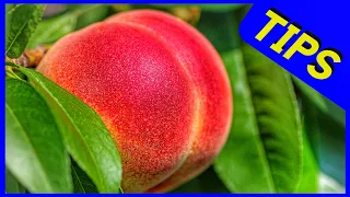 Pruning Peaches and Nectarine (Tips)