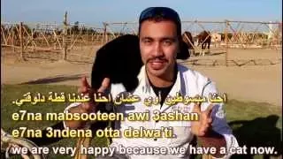 Arabic lesson with a beautiful cat with horses