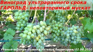 Виноград Гарольд- с одним из лучших  мускатов, ультрараннего срока созревания Пузенко Наталья