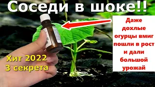 Полейте этим огурцы. 3 лучших подкормки для огурцов 2022. Огурцы дадут большой урожай и не болеют.