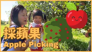 All about Apple Picking for Kids in Chinese 採蘋果 | Outdoor Learning in Chinese 戶外體驗學習中文
