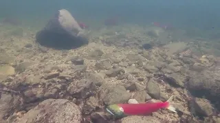 Underwater Footage of Sockeye Salmon, Central British Columbia