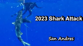 2023 Oceanic Whitetip (Longimanus) Shark Attack Freediver fights shark