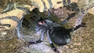 Time Lapse Molt Grammostola Pulchra ( Brazilian Black Tarantula )