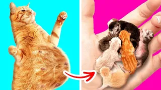 Cat Is Pregnant || Amazing Pet Hacks And Cool Ideas For DIY Pet Gadgets By Bla Bla Jam!