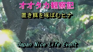 オオタカ観察記　餌を啄ばむことが出来るようになったヒナ　Goshawk children 2021年6月9日撮影