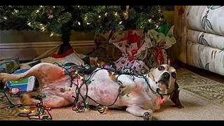 🐕 How to ruin a holiday?! 😺 Videos of funny cats and dogs for a good mood! 😺