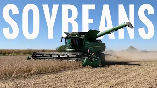 Soybean Harvest 2020 in Central Illinois