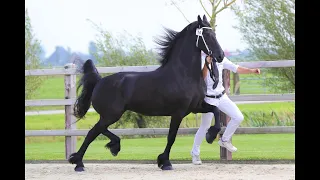 Saly at the inspection. With a view of 3 very handsome studbook stallions. Friesian Horses