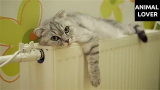 Funniest Cats Part 29 - Don't Try To Stop Laughing 🤣 - Funniest Cats Ever 🤣