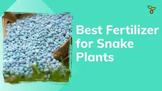 Best Fertilizer For Snake Plant (2021)