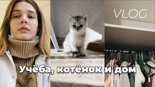 Сдаю коллоквиум без подготовки, купили котенка и обзор на шкаф!