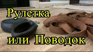 Рулетка или Поводок. Что выбрать для лабрадора?