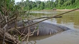 Green Anaconda - World's Biggest Snake