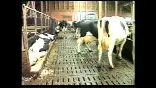 Технологии содержания молочного скота на фермах в Германии (90-е годы)