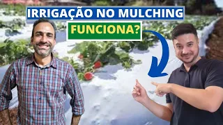 Mulching(Plástico branco) pode atrapalhar a irrigação no canteiro?