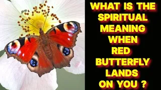 WHAT IS THE SPIRITUAL MEANING WHEN A RED BUTTERFLY LANDS ON YOU ?