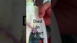 My cockatiel died in heart stroke 💔 😪/ #shorts #ytshorts #sad #cockatiel #sadstatus #sarahandresa