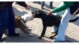 Police Pepper spray for fighting Pitbull  in Amsterdam.