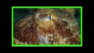 How ‘colorblind’ cuttlefish may see in living color
