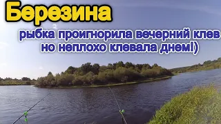 Рыбалка на Березине, дневной клев - Рыбалка в Беларуси