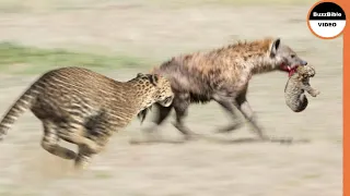 Mama Leopard Fearlessly Attacked Hyena To Protect Her Cub