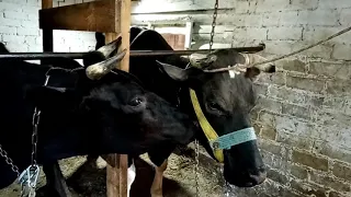 Как мы выпускаем коров в поле. Недоуздок творит чудеса