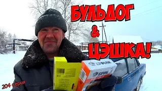 Бульдог & "цэшка"!