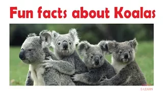 Fun facts about koalas for kids - learn about cute koalas - koala information - Simply E-learn Kids