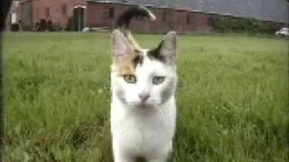 Fight between a cat and  a Jack Russell       ;-)