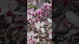 Stunning Magnolia Soulangeana | Chinese Magnolia Blossom