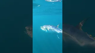 Jigging Giant Bluefin Tuna on Cape Cod #shorts