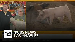 Pig races and pickle splits at the LA County Fair