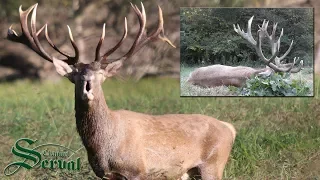 Hunting trophy deer in mating season - Jagd auf kapitalen Hirschen