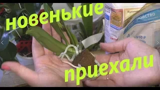 🔔 Посылка📦 Распаковка и обзор 😍Семь новых орхидей💐