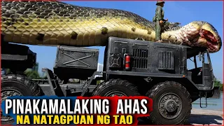 5 PinakaMalaking AHAS na Natagpuan ng Tao  |  5 Biggest Snake 🔥