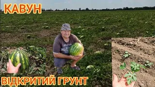 Вирощування Кавуна відкритий грунт без поливу. Технологія вирощування кавунів