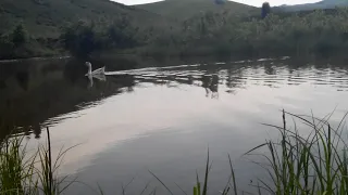 Просто гусак плывет по озеру