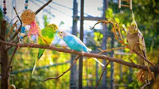 1 HOUR | BUDGIES SINGING OUTDOORS |