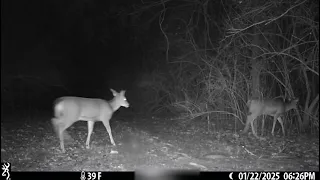 Deer making their nightly rounds