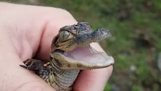 BABY Alligator Calls for Mom!