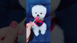 Tik Tok Chó Phốc Sóc Mini 😍 Funny and Cute Pomeranian #214