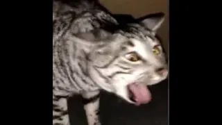 Cats Who Gag! (A Compilation)