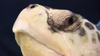 Karen Beasley Sea Turtle Hospital | NC Weekend | UNC-TV