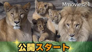 Lion father, mother and 3 cubs,The first day that was unveiled to the public