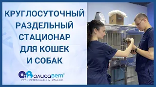 Стационар для кошек и собак